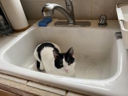 Lost Male Cat last seen Brous near Lincoln high school, Philadelphia, PA 19152