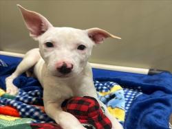 Shelter Stray Male Dog last seen KENNEDY PARK, 16 Barnes Ct, Hayward, CA 94544, USA