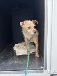 Shelter Stray Male Dog last seen PATRICK AVE/GADING RD, 16 Barnes Ct, Hayward, CA 94544, USA