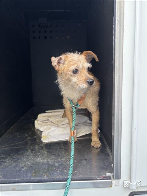 Shelter Stray Male Dog last seen PATRICK AVE/GADING RD, 16 Barnes Ct, Hayward, CA 94544, USA
