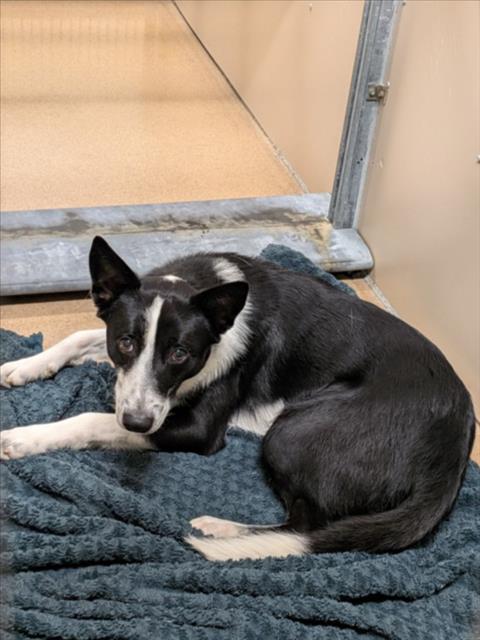 Shelter Stray Unknown Dog last seen JACKSON, 16 Barnes Ct, Hayward, CA 94544, USA