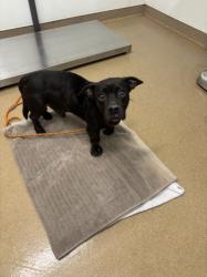 Shelter Stray Male Dog last seen S GARDEN AVE/A ST, 16 Barnes Ct, Hayward, CA 94544, USA