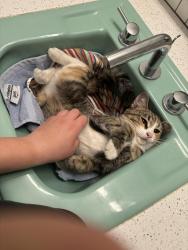 Found/Stray Female Cat last seen Cleon St, Los Angeles, CA 91601