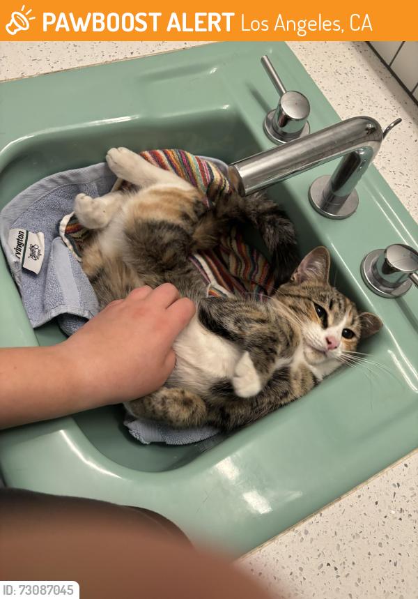 Found/Stray Female Cat last seen Cleon St, Los Angeles, CA 91601