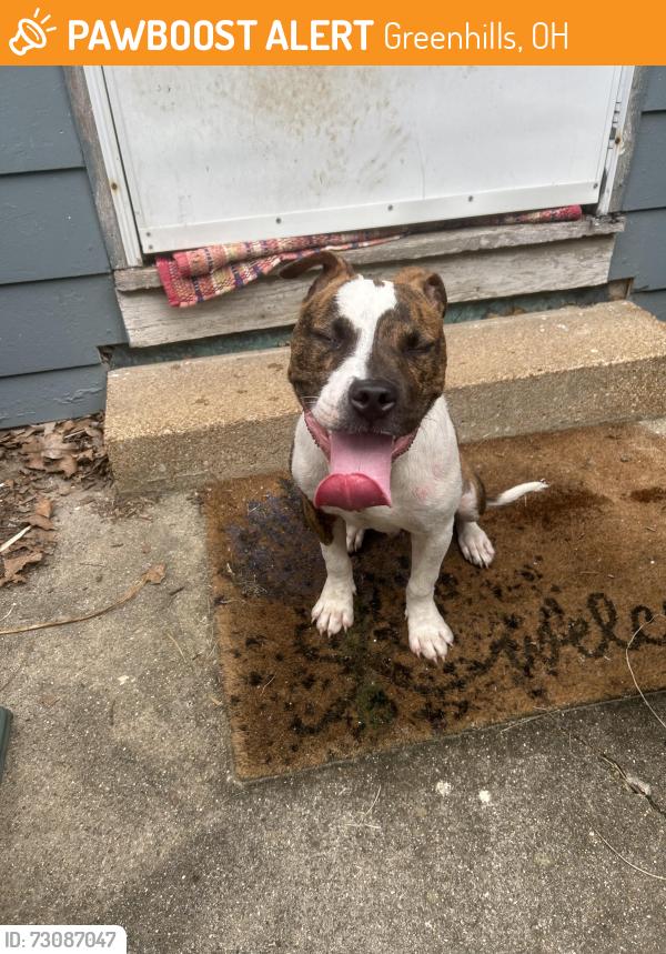 Found/Stray Male Dog last seen Winton Rd, Greenhills, OH 45218