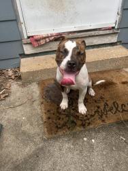 Found/Stray Male Dog last seen Winton Rd, Greenhills, OH 45218