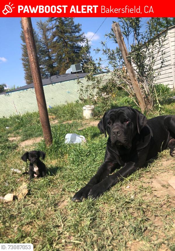Lost Male Dog last seen White lane and Pacheco, union and monitor, Bakersfield, CA 93307