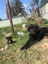 Lost Male Dog last seen White lane and Pacheco, union and monitor, Bakersfield, CA 93307