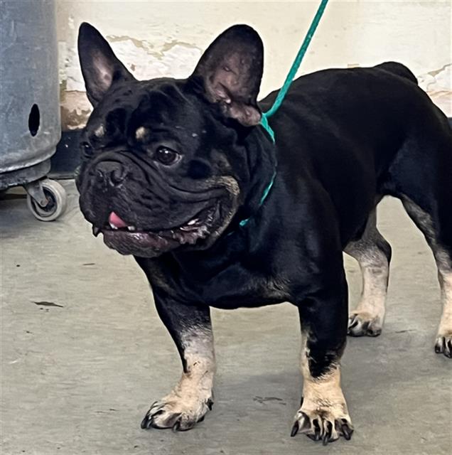 Shelter Stray Male Dog last seen , 600 Aviation Dr, Camarillo, CA 93010, USA