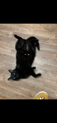 Lost Male Cat last seen Wilshire and 601 concord NC, Concord, NC 28025