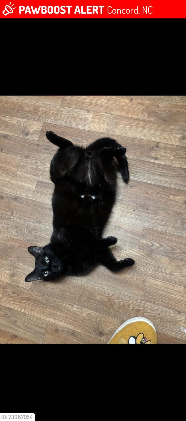 Lost Male Cat last seen Wilshire and 601 concord NC, Concord, NC 28025