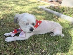 Found/Stray Male Dog last seen Juniper Ave and barbee st, Fontana, CA 92335