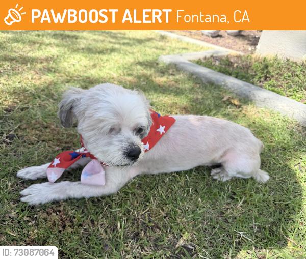 Found/Stray Male Dog last seen Juniper Ave and barbee st, Fontana, CA 92335