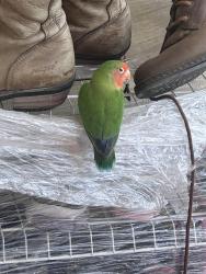 Found/Stray Unknown Bird last seen L, Lakeside, CA 92040