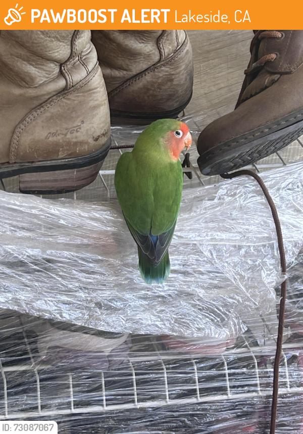 Found/Stray Unknown Bird last seen L, Lakeside, CA 92040