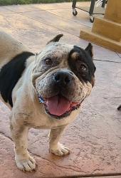 Reunited Female Dog last seen Laurel canyon and Branford, Los Angeles, CA 91331
