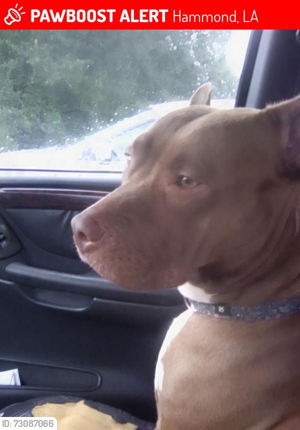 Lost Female Dog last seen North Cherry Street and mart Luther King drive, Hammond, LA 70402