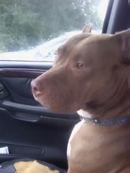 Lost Female Dog last seen North Cherry Street and mart Luther King drive, Hammond, LA 70402
