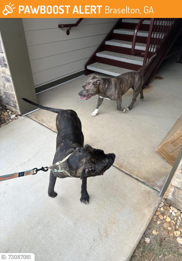 Found/Stray Unknown Dog last seen Noble vines dr, Braselton, GA 30519