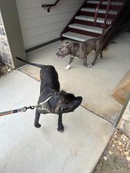 Found/Stray Unknown Dog last seen Noble vines dr, Braselton, GA 30519