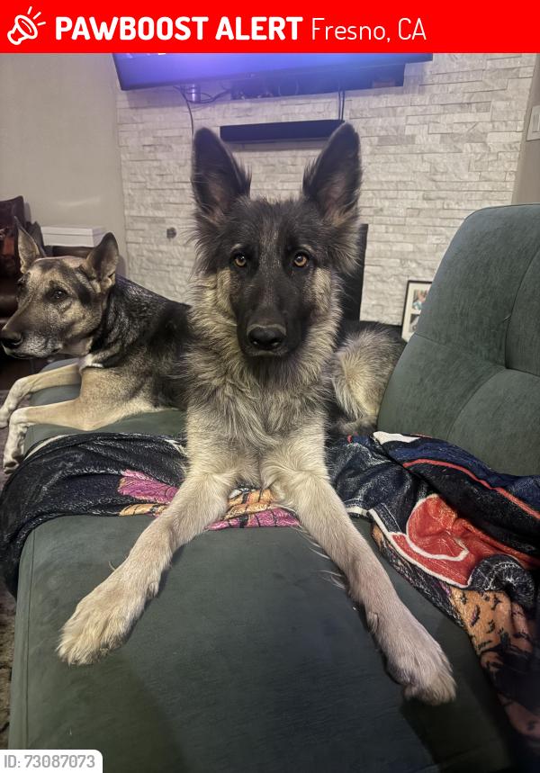 Lost Female Dog last seen Church and Peach, Fresno, CA 93725