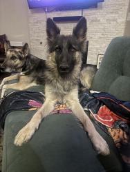 Lost Female Dog last seen Church and Peach, Fresno, CA 93725