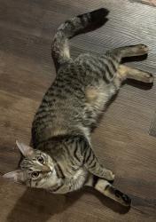 Lost Female Cat last seen Long HillDr, East Hartford, CT 06108