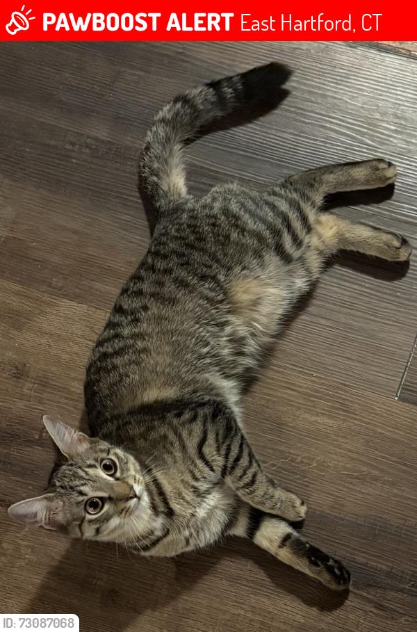 Lost Female Cat last seen Long HillDr, East Hartford, CT 06108