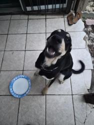 Shelter Stray Male Dog last seen CALLAGHAN AND FREDERICKSBURG, 4710 TX-151, San Antonio, TX 78227, USA