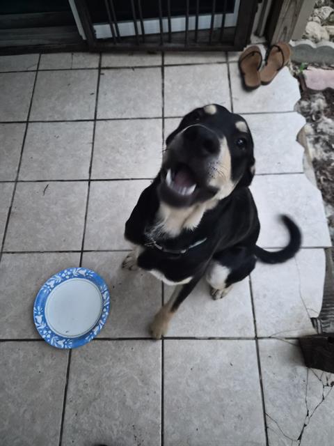 Shelter Stray Male Dog last seen CALLAGHAN AND FREDERICKSBURG, 4710 TX-151, San Antonio, TX 78227, USA