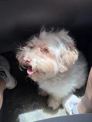 Shelter Stray Female Dog last seen Near BLOCK DAWSON ST, 4710 TX-151, San Antonio, TX 78227, USA