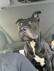 Found/Stray Male Dog last seen Rockfish, Hoke County, NC 28376