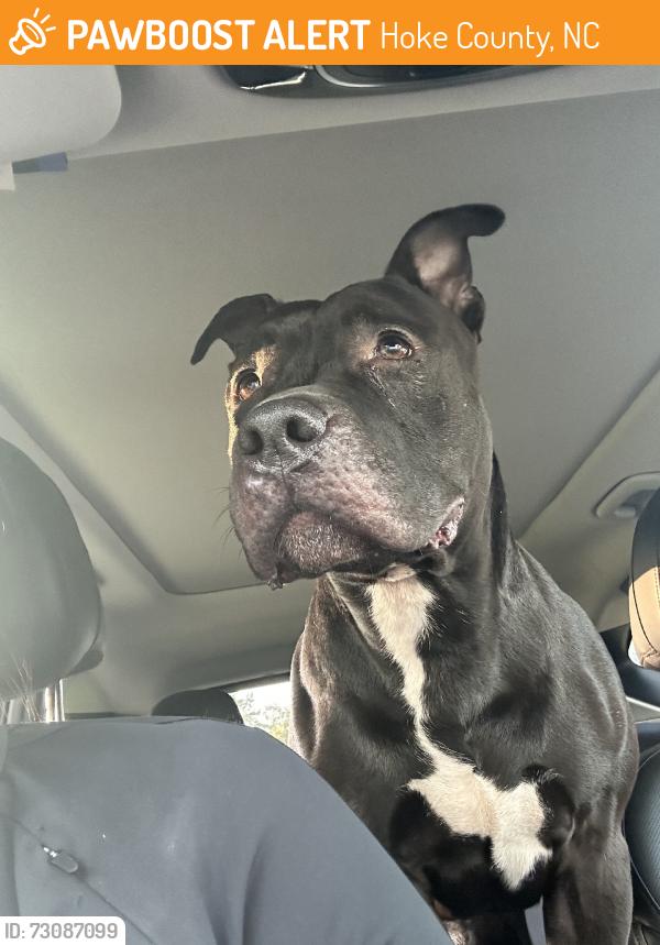Found/Stray Male Dog last seen Rockfish, Hoke County, NC 28376