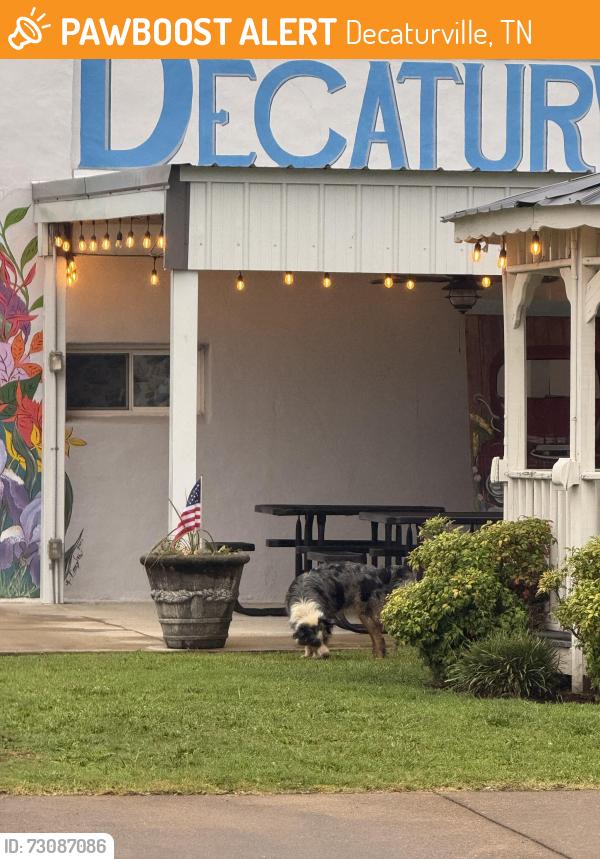 Found/Stray Unknown Dog last seen W Main Street and N White Oak St, Decaturville, TN 38329