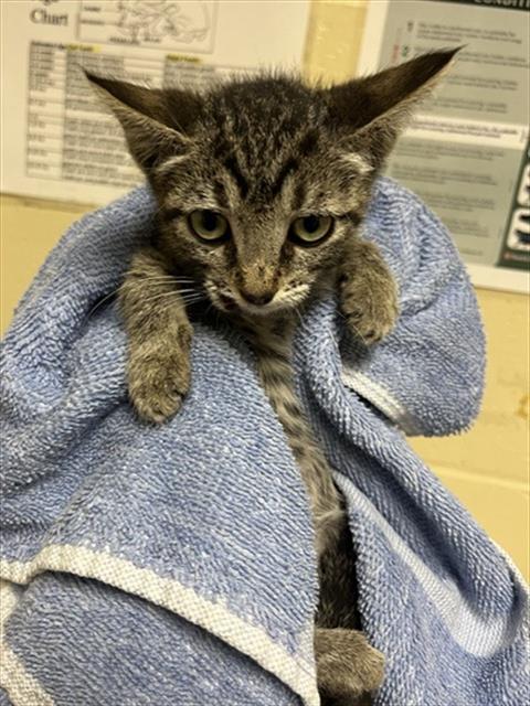 Shelter Stray Female Cat last seen FREEPORT BLVD & CONSUMNES RIVER BLVD, 2127 Front St, Sacramento, CA 95818, USA
