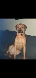 Lost Male Dog last seen Huntington ridge subdivision, McDonough, GA 30253
