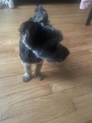 Reunited Male Dog last seen Near N Narragansett area, Chicago, IL 60639
