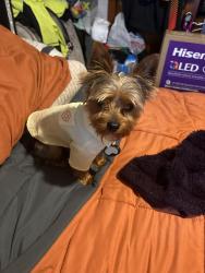 Reunited Male Dog last seen Anacostia library , Washington, DC 20020