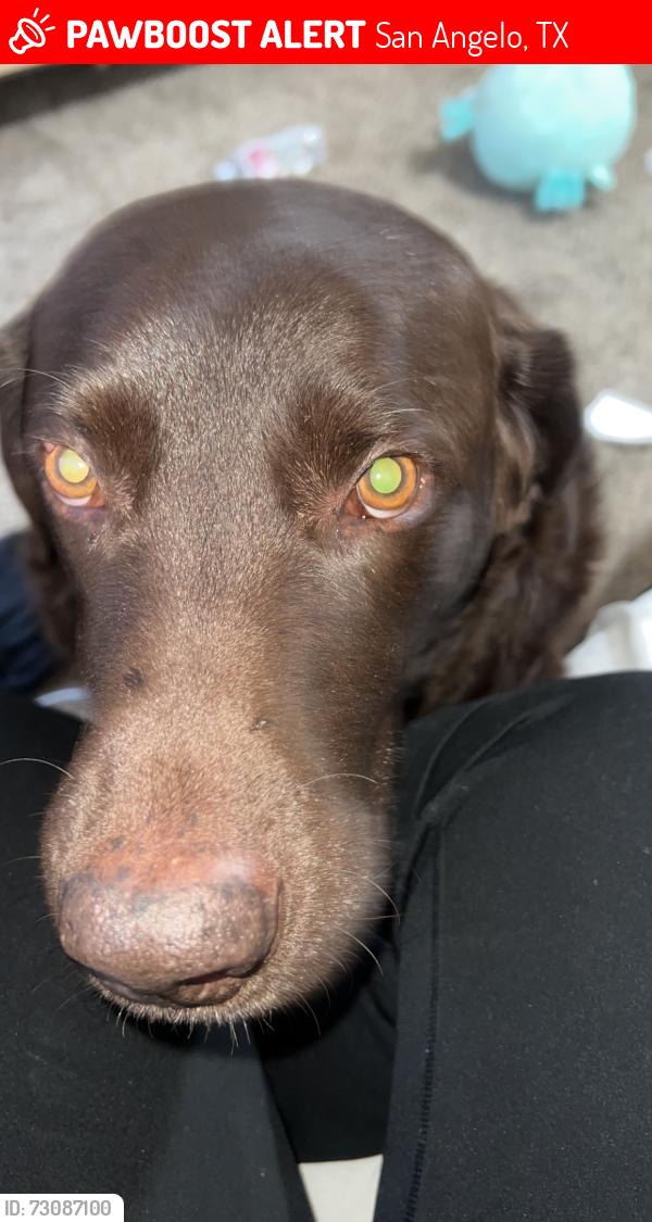 Lost Male Dog last seen The big goodwill, San Angelo, TX 76904