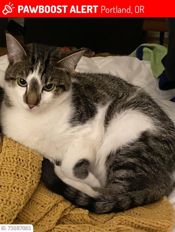 Lost Male Cat last seen Albert Kelley Park, Portland, OR 97239