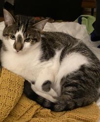 Lost Male Cat last seen Albert Kelley Park, Portland, OR 97239