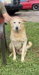 Lost Male Dog last seen Polk ln and Polk ave, Dallas, GA 30132