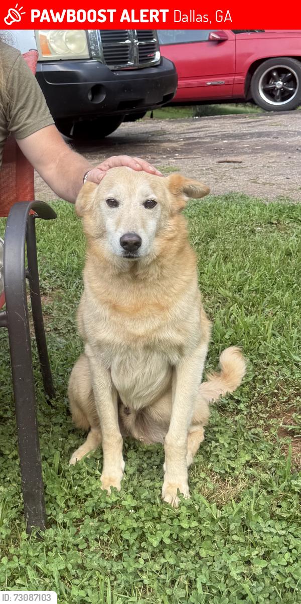 Lost Male Dog last seen Polk ln and Polk ave, Dallas, GA 30132