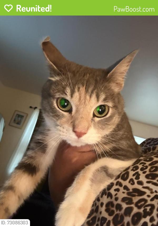Reunited Female Cat last seen Sharon Hill PA, Folcroft, darby town hses, Noblet Ave, Newlin Ave, Hook Road, Tribbet Ave, Scott Ave, Folcroft Ave , Sharon Hill, PA 19079