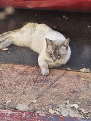 Found/Stray Male Cat last seen El Dorado ave, San Jose, CA 95126