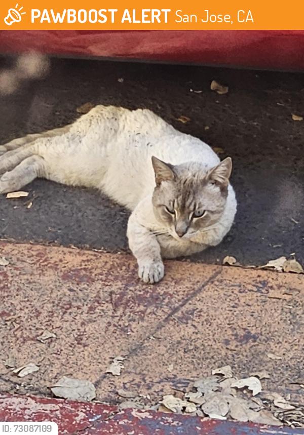Found/Stray Male Cat last seen El Dorado ave, San Jose, CA 95126