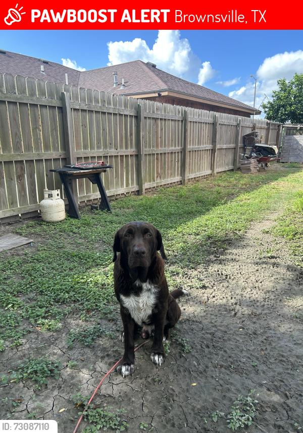 Lost Male Dog last seen FM 802, Brownsville, TX 78520