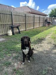 Lost Male Dog last seen FM 802, Brownsville, TX 78520