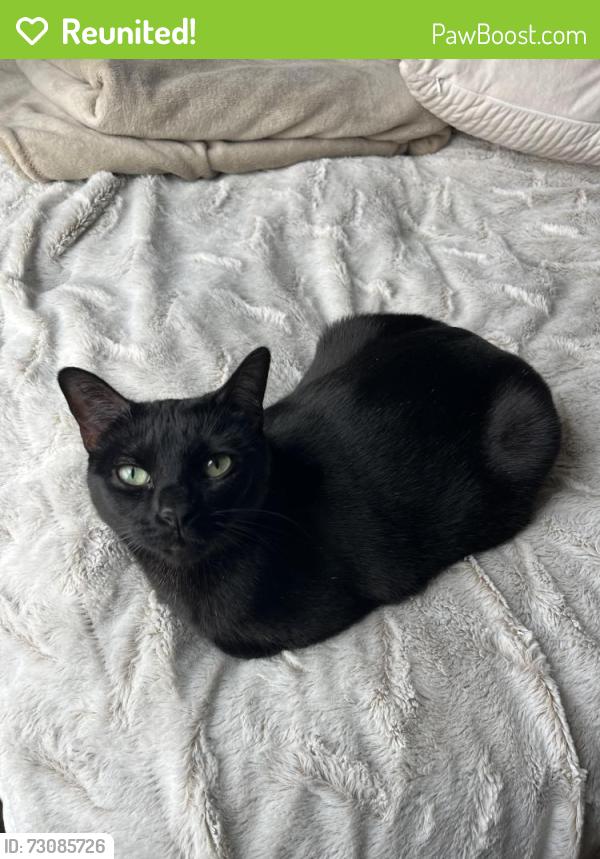 Reunited Female Cat last seen Capodanno Ct, Quantico Base, VA 22134