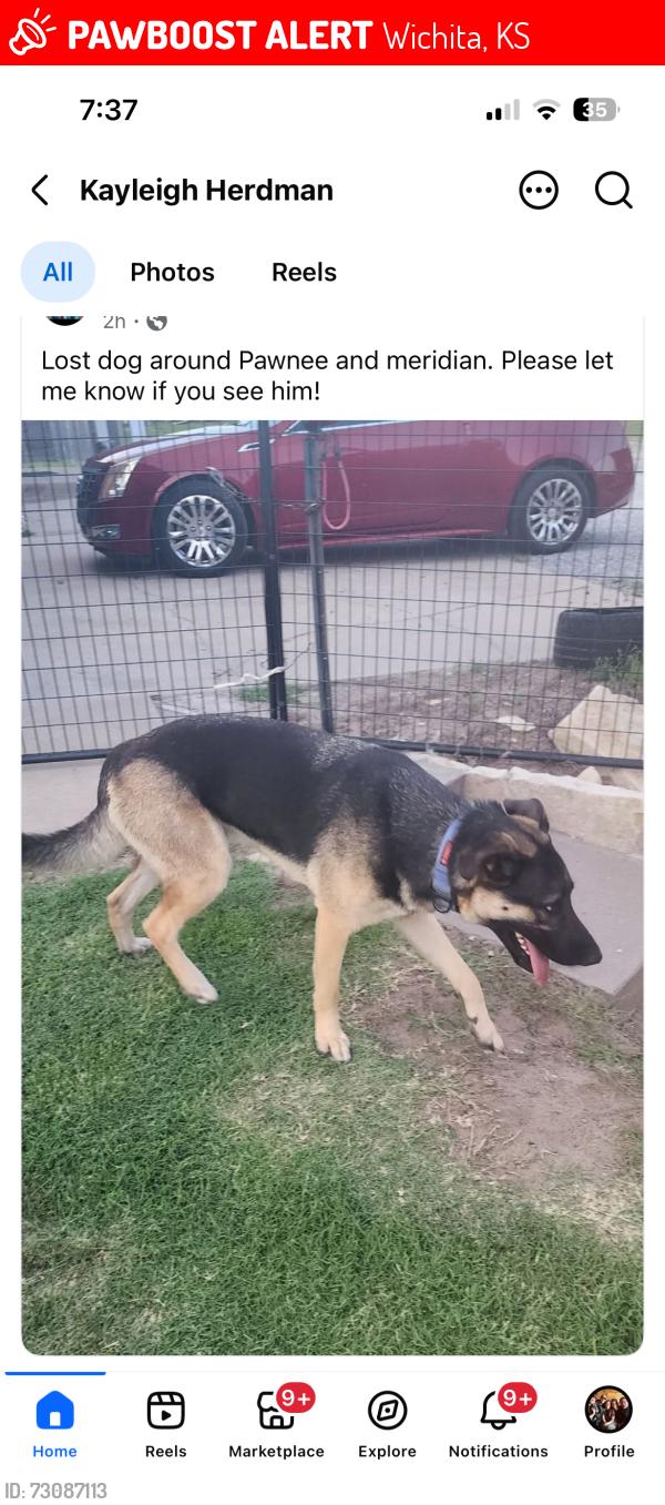 Lost Male Dog last seen Pawnee and meridian, Wichita, KS 67217